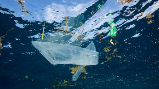 Snelle opwarming zeewater zorgt voor ongekende veranderingen: 'Heel erg verontrustend'