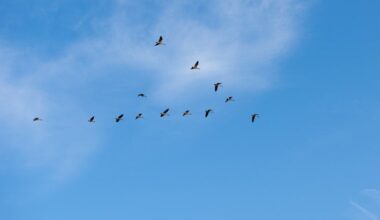 NAVO wil uitstel vogeltrek vanwege mogelijke verwarring met Russische drones