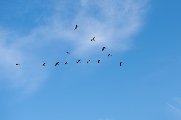 NAVO wil uitstel vogeltrek vanwege mogelijke verwarring met Russische drones