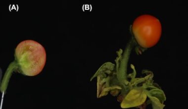 Maak kennis met de tomaat zonder plant, beter voor klimaat en portemonnee