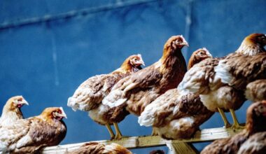 Erasmus MC ontwerpt ‘universeel’ vogelgriepvaccin dat beschermt tegen meerdere varianten