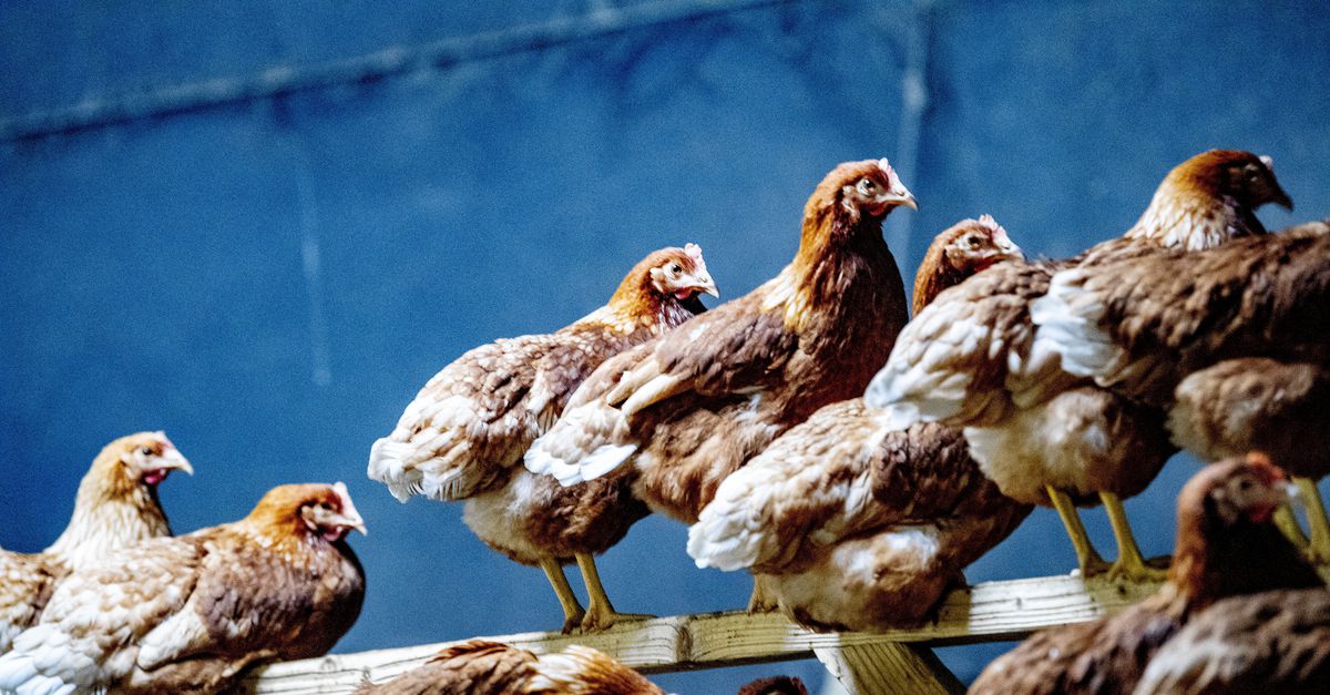 Erasmus MC ontwerpt ‘universeel’ vogelgriepvaccin dat beschermt tegen meerdere varianten