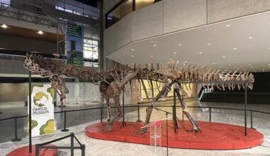 Skelet van langnekdinosaurus onthuld in provinciehuis Den Bosch