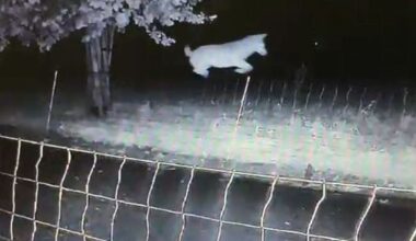 Rechter verbiedt afschieten Gelderse wolf die schapen doodbeet