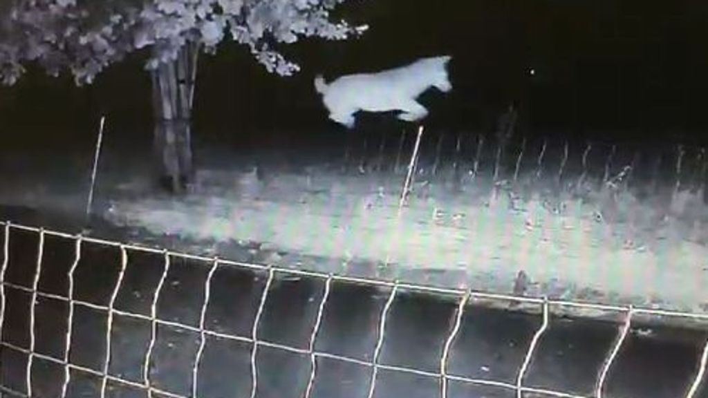 Rechter verbiedt afschieten Gelderse wolf die schapen doodbeet