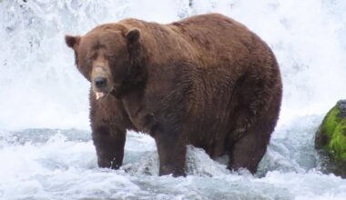 Dit is de dikste beer van Alaska