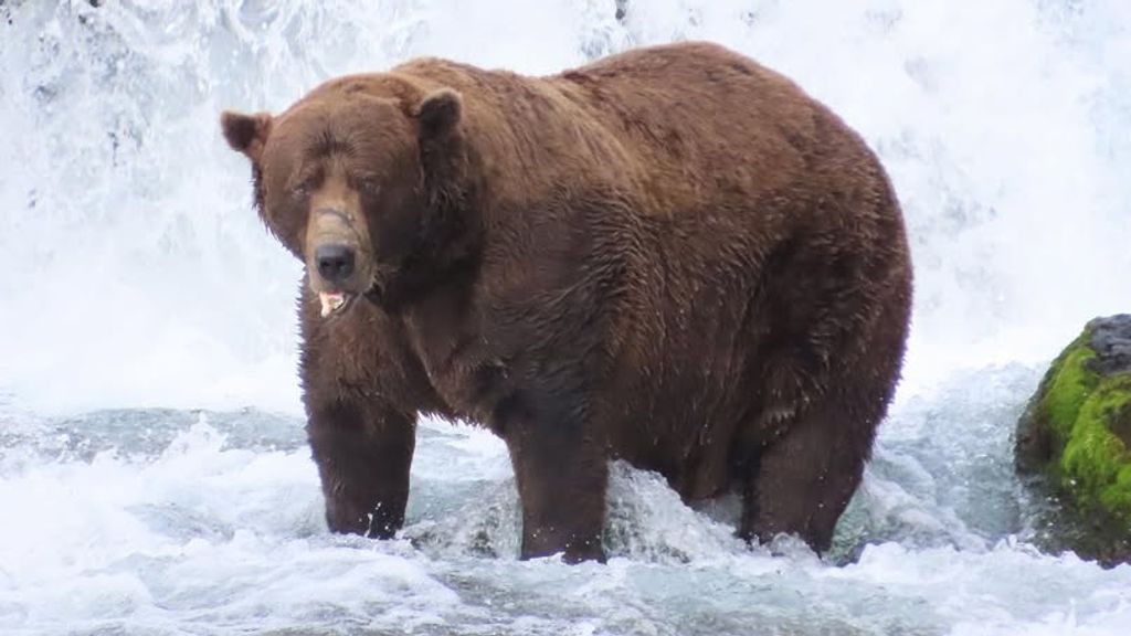 Dit is de dikste beer van Alaska