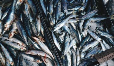 Supermarkten stoppen verkoop Atlantische makreel om overbevissing