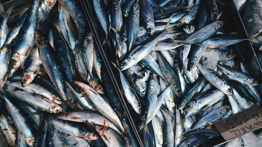 Supermarkten stoppen verkoop Atlantische makreel om overbevissing