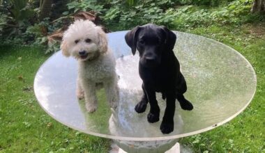 Willem-Alexander en Máxima tonen op Dierendag nieuwe hond Jagger