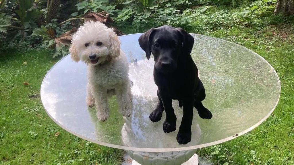 Willem-Alexander en Máxima tonen op Dierendag nieuwe hond Jagger