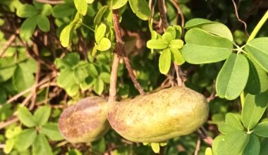 Een klimaugurk, akebia quinata (foto: Anneke van Heel).