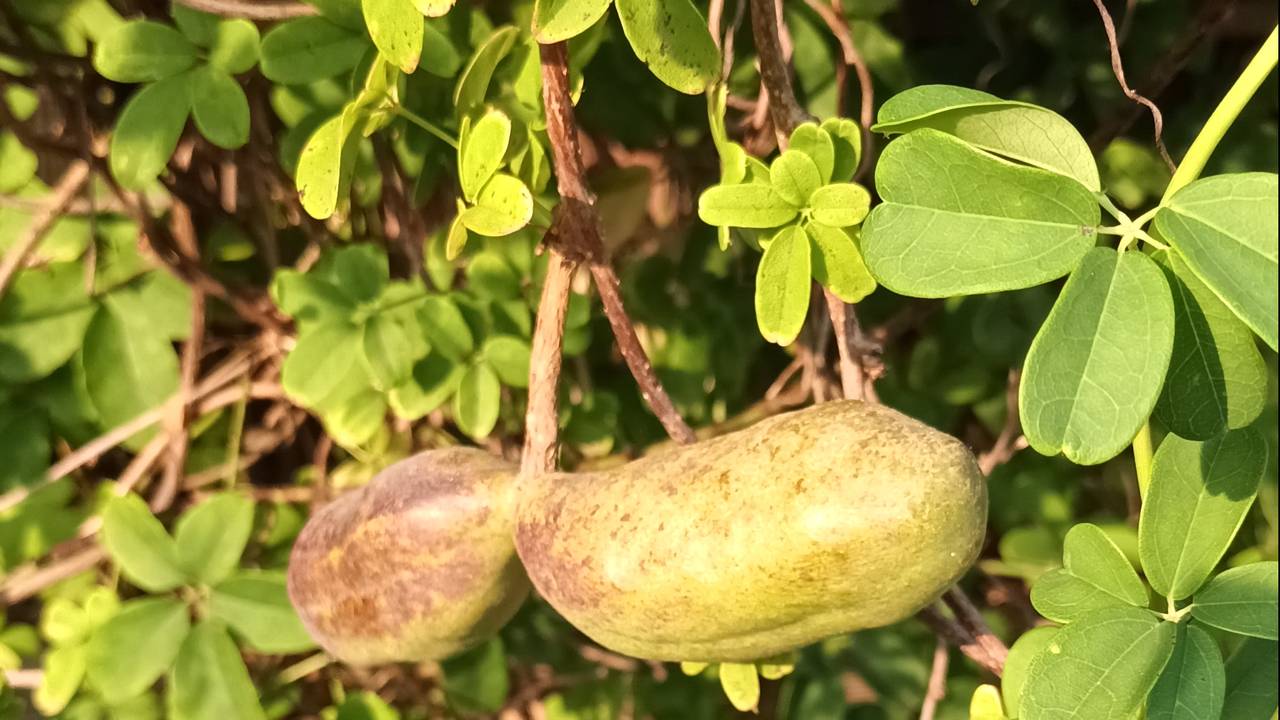 Een klimaugurk, akebia quinata (foto: Anneke van Heel).