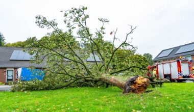 Omgewaaide bomen door storm Amy, maar tot nu toe geen grote incidenten
