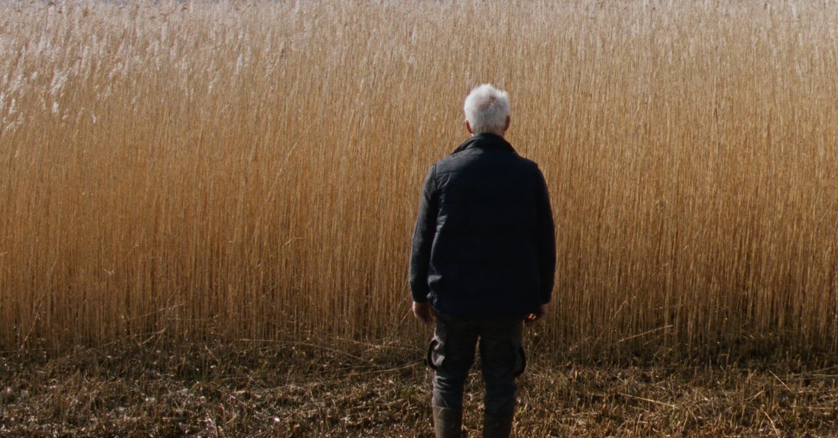 ‘Rietland’ gaat over veel meer dan een lustmoord tussen de stengels