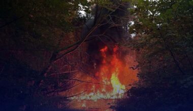 Half miljoen bijen dood na brandstichting in bijenkasten Almere