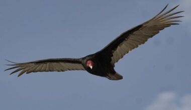 Schatten uit de middeleeuwen gevonden in vogelnesten