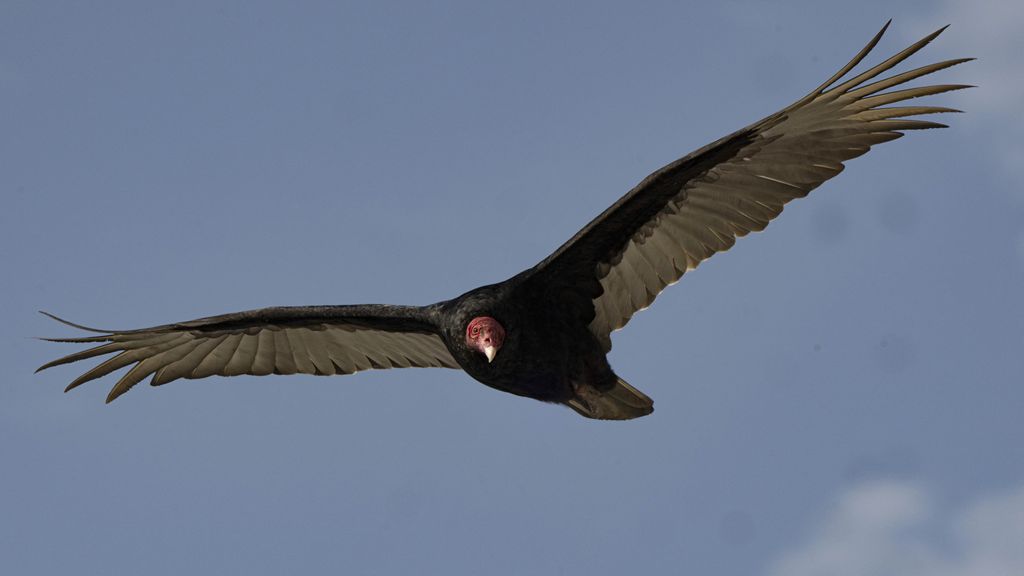 Schatten uit de middeleeuwen gevonden in vogelnesten