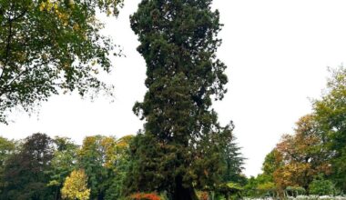 een mammoetboom van 35 meter