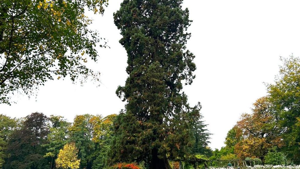 een mammoetboom van 35 meter