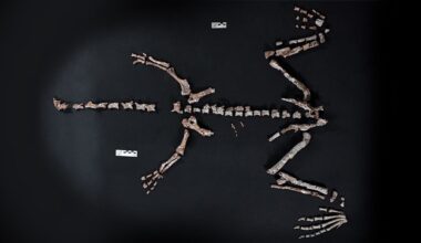 Nieuw licht op langnekdino's na vondst van een van oudste dinofossielen ooit