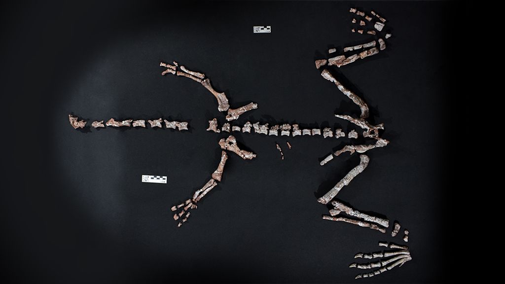 Nieuw licht op langnekdino's na vondst van een van oudste dinofossielen ooit