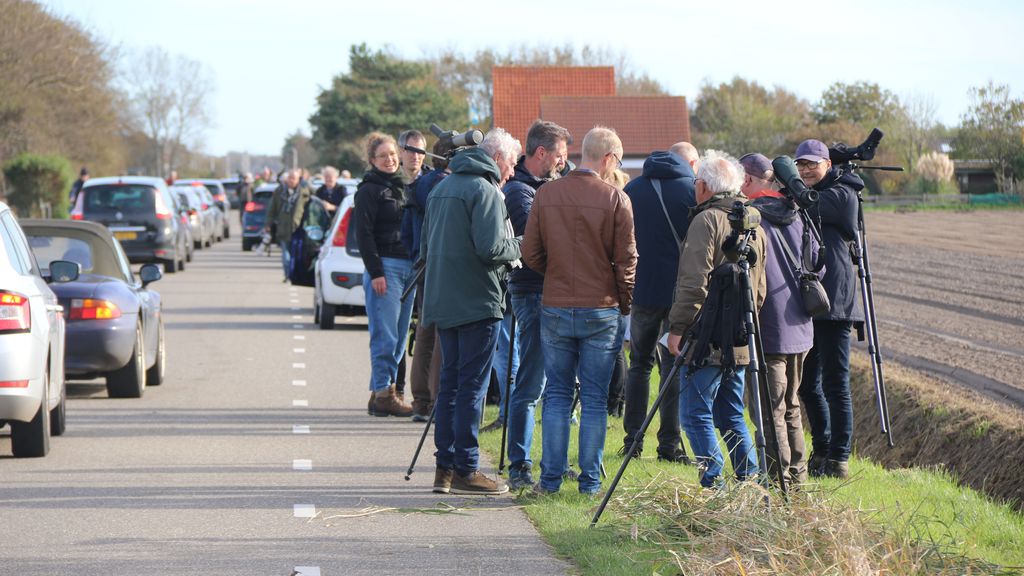 Zeldzame giervalk zorgt voor gekte op Texel