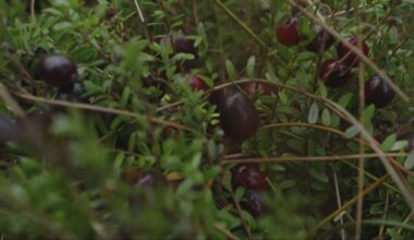 Koeien krijgen vaker natte poten in de polder, kan de cranberry soelaas bieden?
