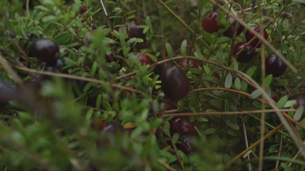 Koeien krijgen vaker natte poten in de polder, kan de cranberry soelaas bieden?