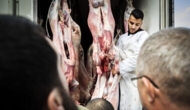 Raad van State overwegend positief over verbod op onverdoofd slachten