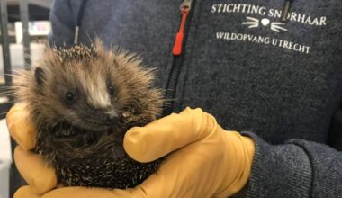 Wildopvang Utrecht draait overuren door stroom aan jonge egels