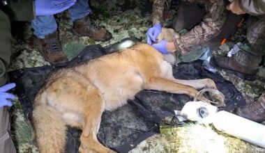 Op de Hoge Veluwe krijgen wolf én prooi een halsband met zender om