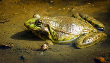 'Eten alles wat in hun mond past'