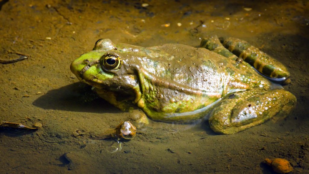 'Eten alles wat in hun mond past'