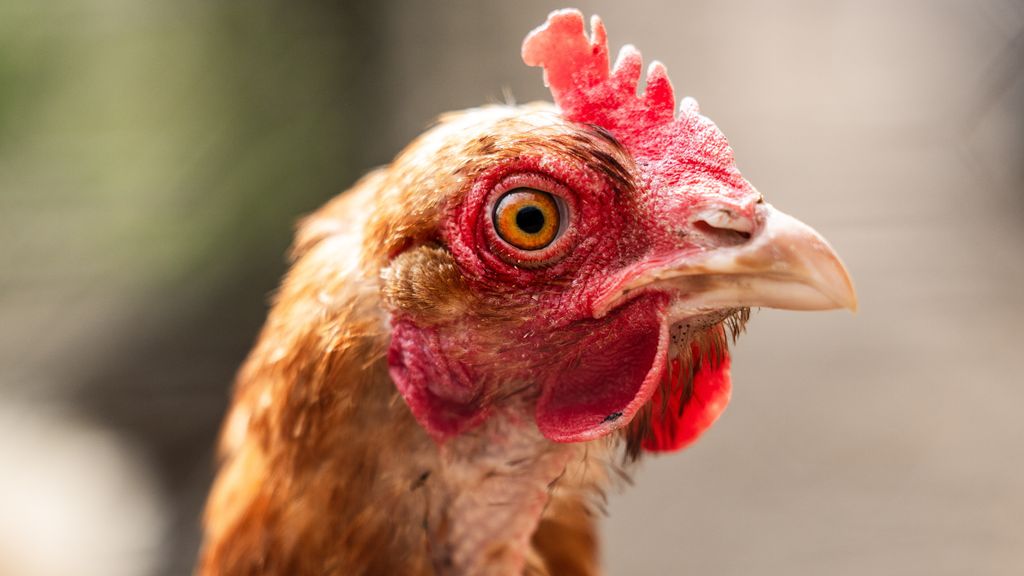 Vogelgriep in Dodewaard: 161.000 kippen afgemaakt