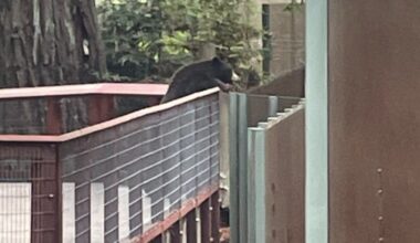 Wilde beer breekt in bij dierentuin en gaat naar berenverblijf