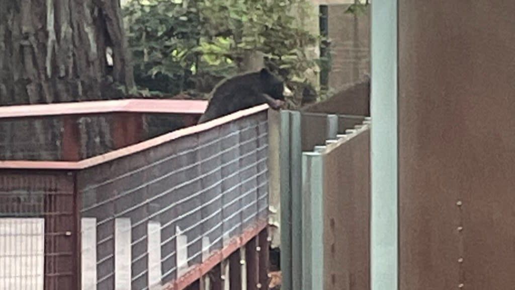 Wilde beer breekt in bij dierentuin en gaat naar berenverblijf