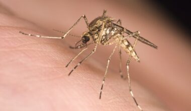 De muggensoort die op IJsland is gevonden