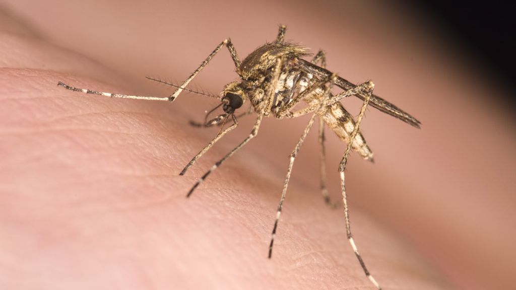 De muggensoort die op IJsland is gevonden