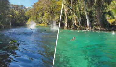 Huh? Waarom springt deze grote groep apen in het water?