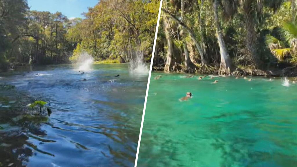 Huh? Waarom springt deze grote groep apen in het water?