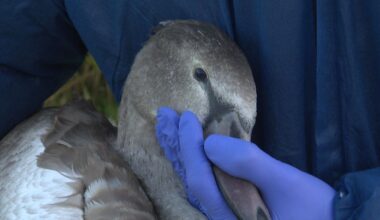 Vogelgriep nu ook vastgesteld bij wilde vogels