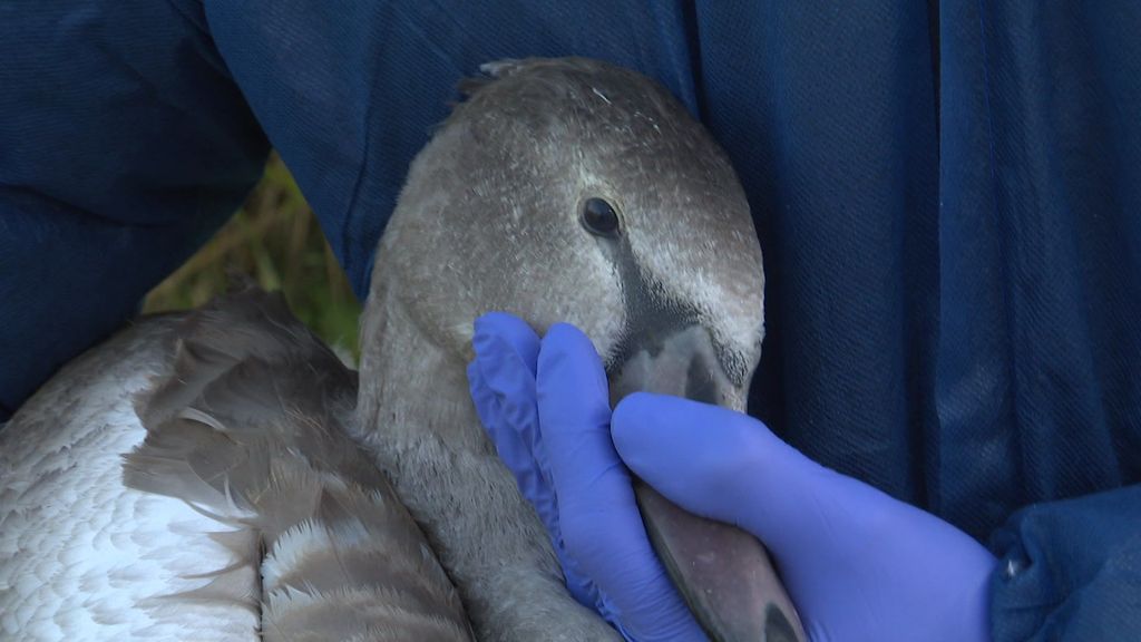 Vogelgriep nu ook vastgesteld bij wilde vogels