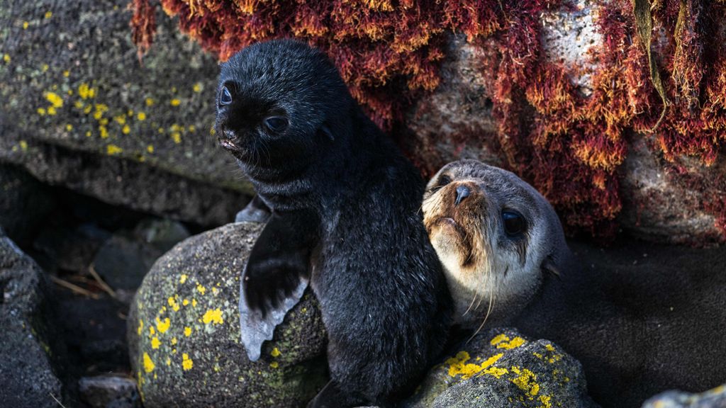Dode zeehondenpups op Australisch eiland mogelijk besmet met vogelgriep