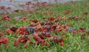 Miljoenen krabben trekken over eiland in Australië