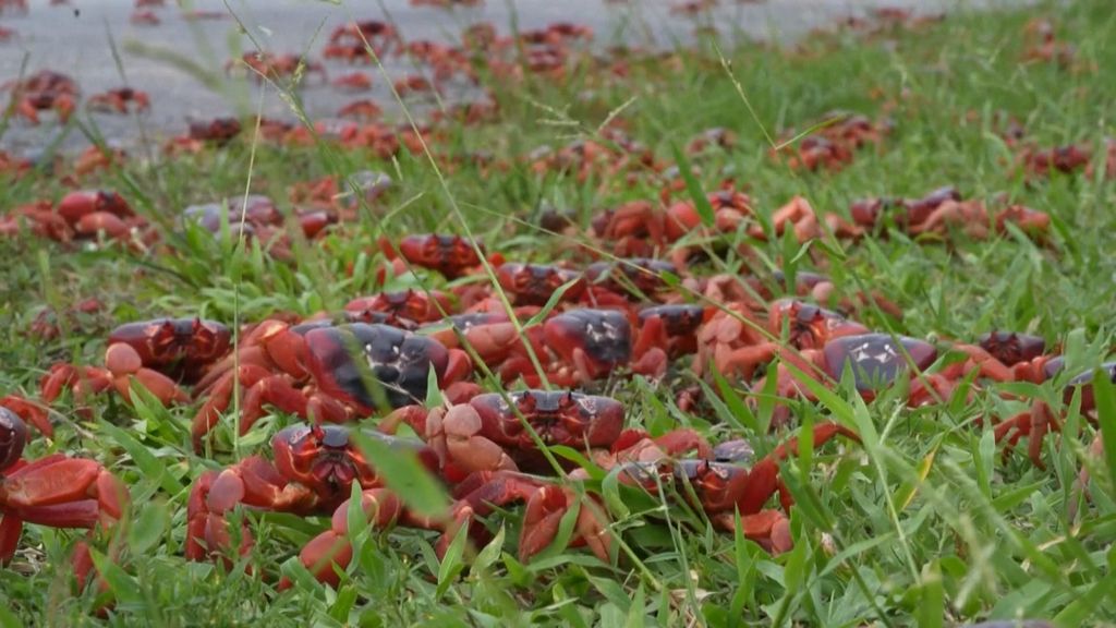 Miljoenen krabben trekken over eiland in Australië