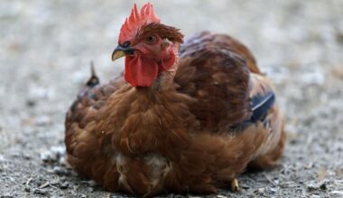 Vervoersverbod in Brabantse regio na vogelgriepuitbraak België