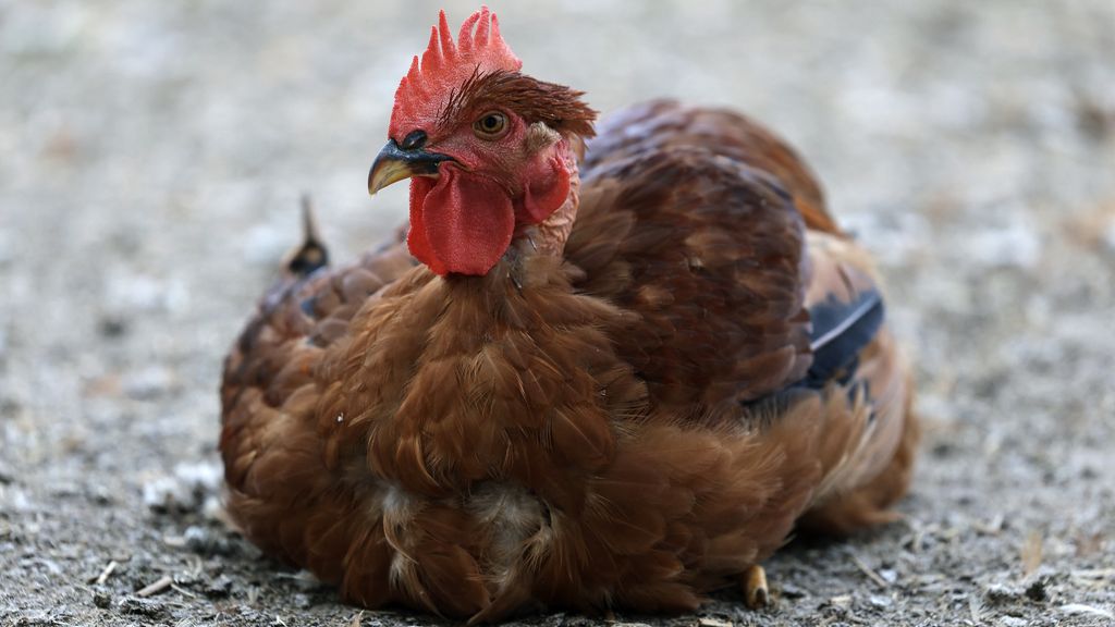 Vervoersverbod in Brabantse regio na vogelgriepuitbraak België