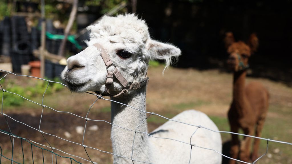 Duitse politie vindt alpaca's, pony's en ezel in busje van Nederlander
