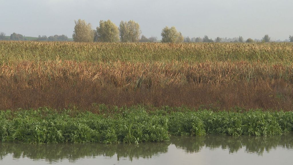 Waterpeil in Oostvaardersplassen mag na 'moerasreset' weer omhoog